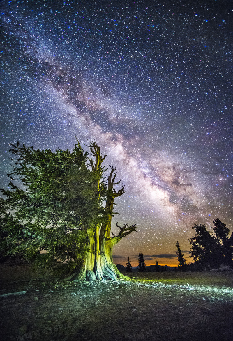 繁星夜空宇宙树木