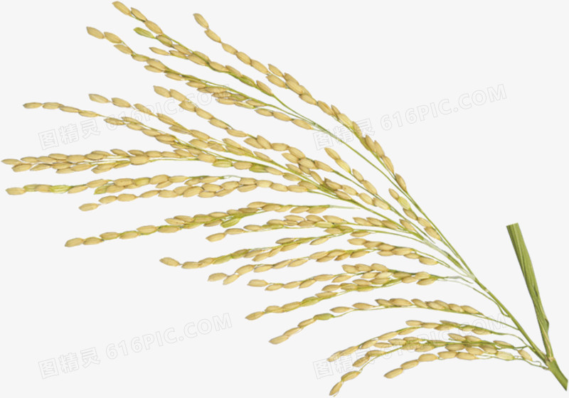 金色的水稻