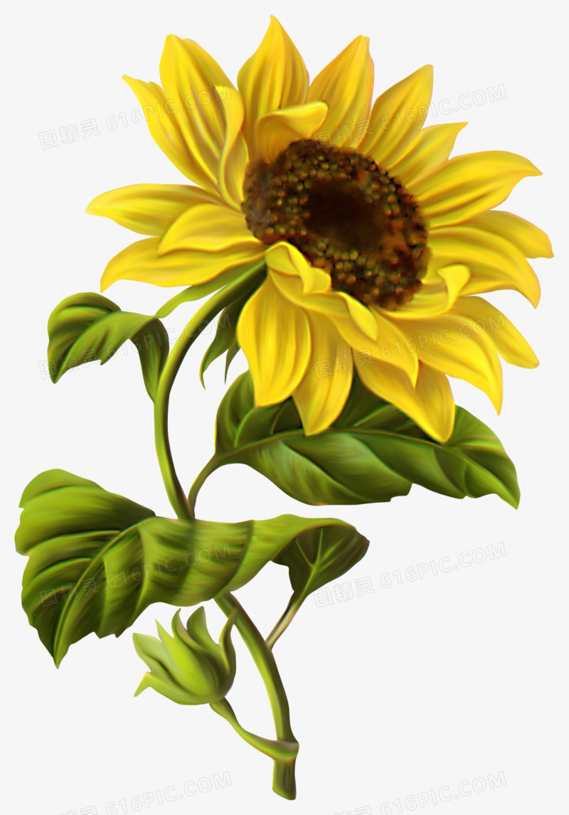 关键词:向日葵太阳花花卉黄色花图精灵为您提供手绘卡通向日葵免费