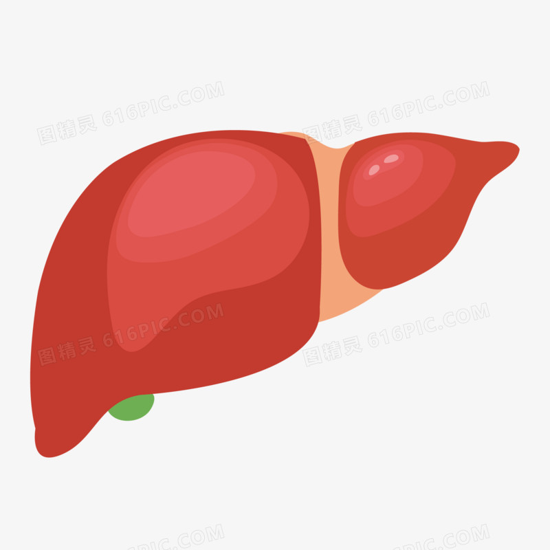 手绘身体器官肝脏素材