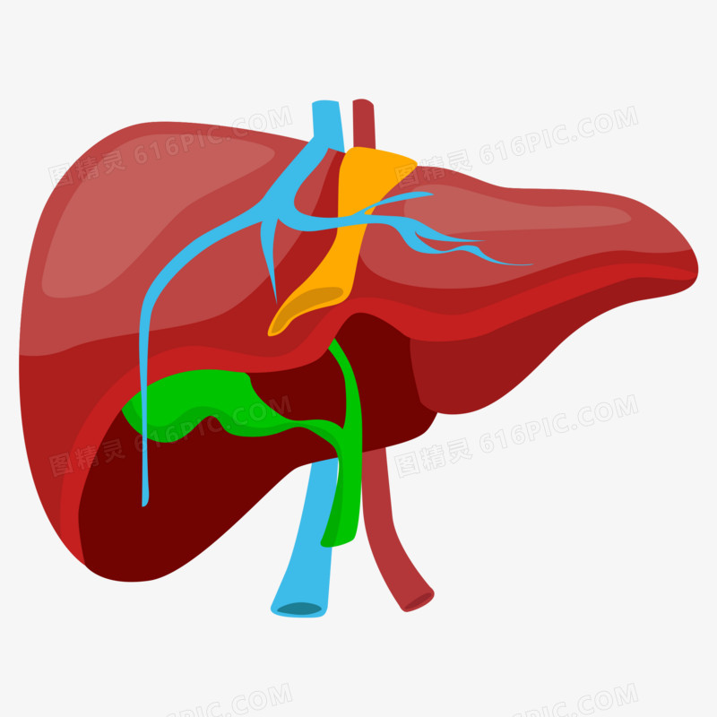 手绘肝脏器官矢量元素