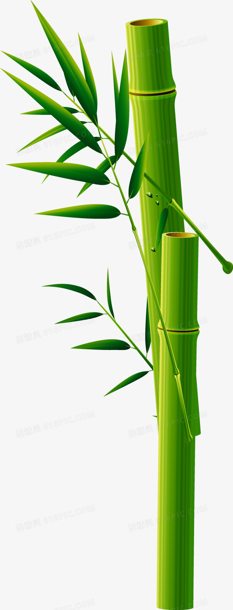 本设计作品为绿色竹子,格式为png,尺寸为2244x5859,下载后直接使用