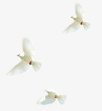 在布拉格广场上飞扬的白鸽