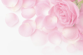 浪漫唯美粉色水珠花瓣