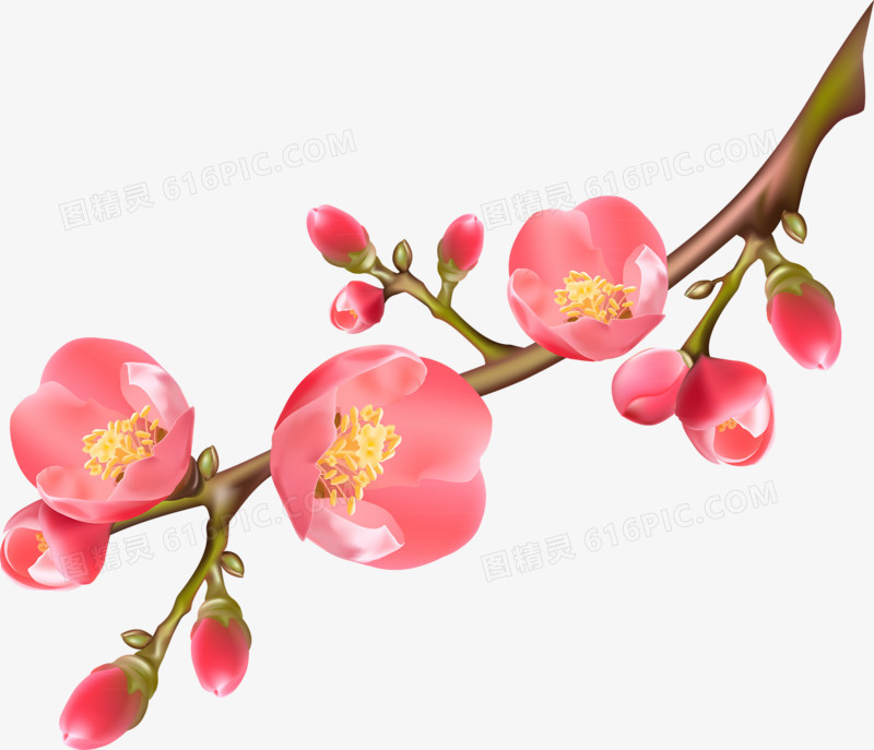 花朵梅花