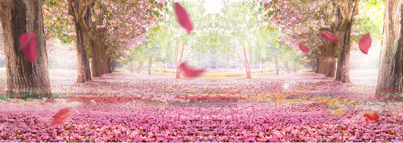 铺满粉色花瓣的林间小路海报背景
