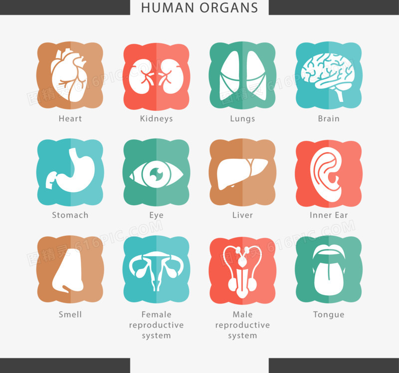 12款人体器官图标矢量素材
