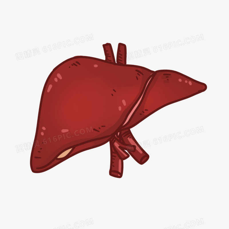 手绘卡通人体器官肝脏素材