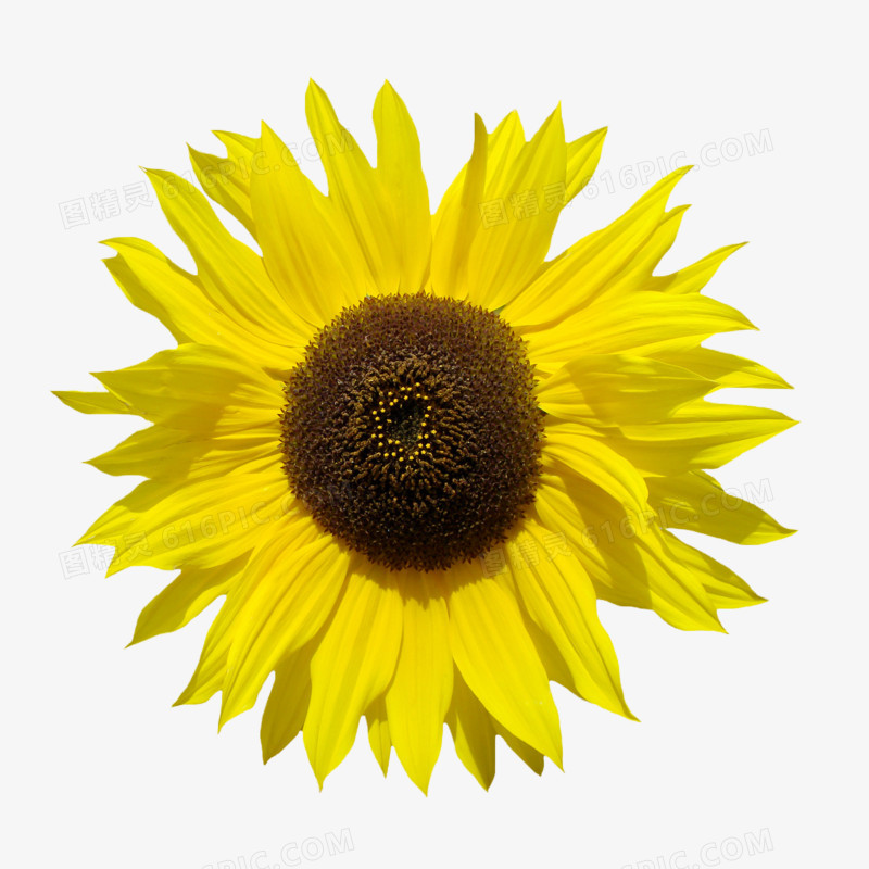 创意花卉图片鲜花背景素材  黄色向日葵