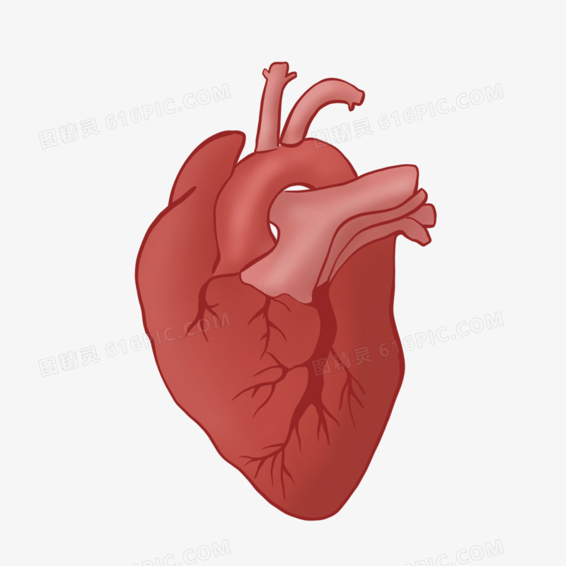 手绘加血管带阴影的心脏免抠元素