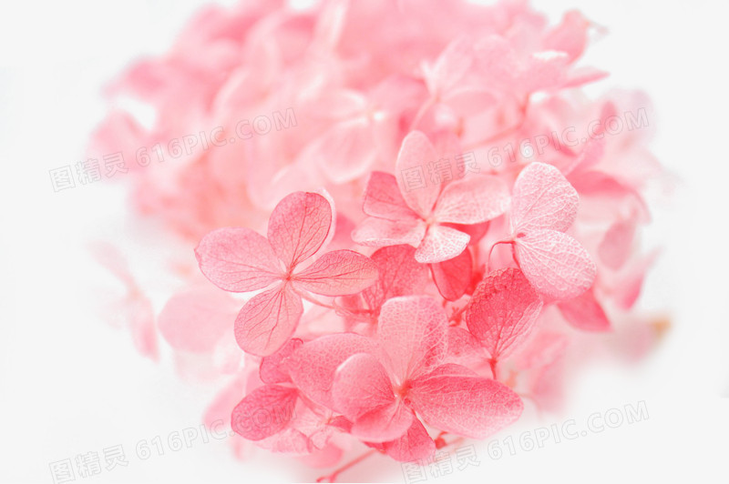 关键词:一簇花绣球花粉色鲜花植物元素图精灵为您提供粉色绣球花免费