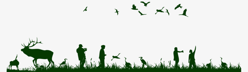 湿地草丛动植物飞鸟鹿剪影