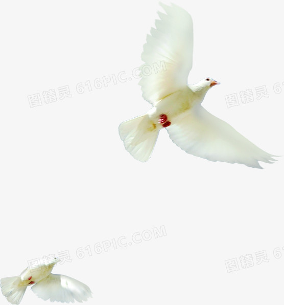 白鸽飞翔造型图片素材