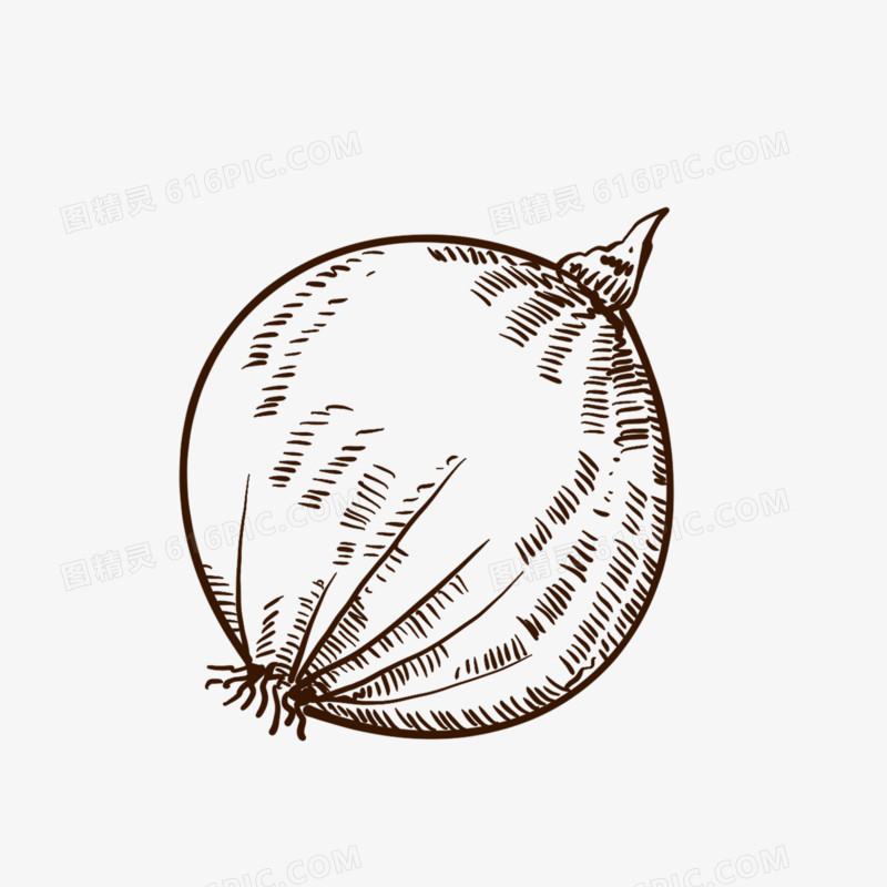 手绘线描洋葱免抠装饰元素