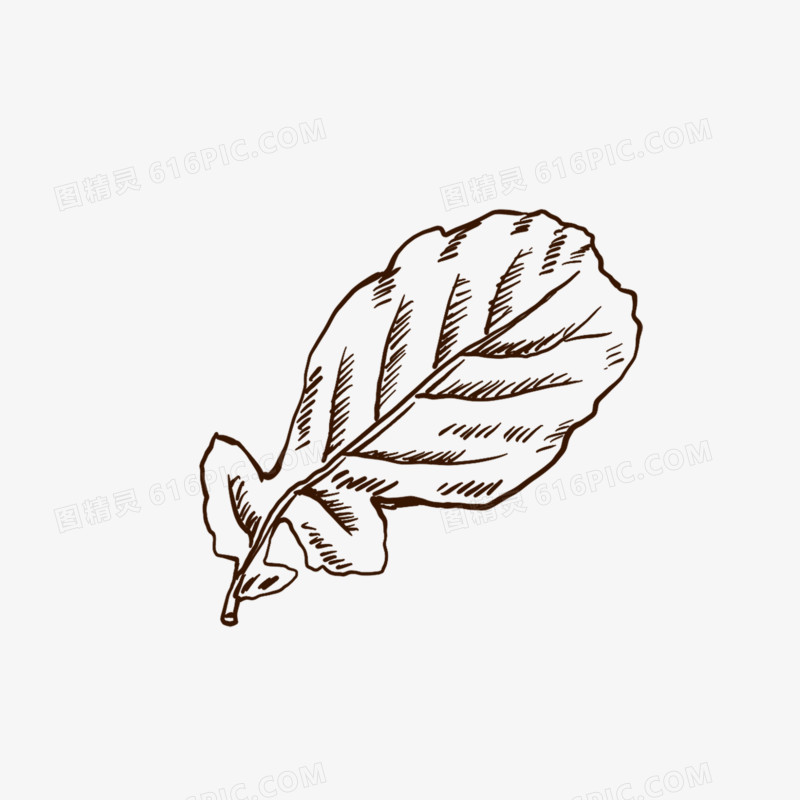 手绘线描青菜免抠装饰元素