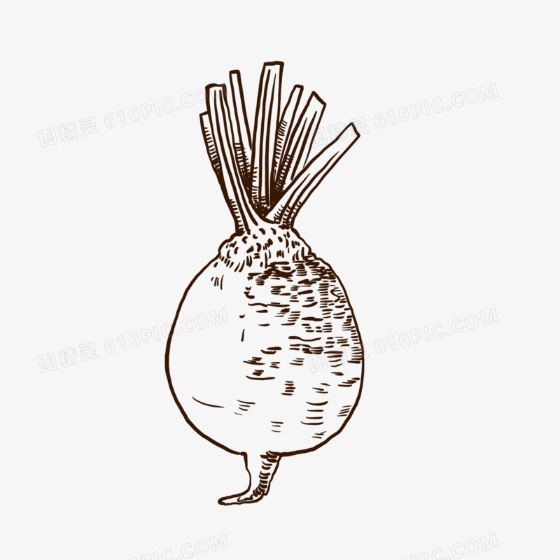 手绘线描蔬菜萝卜免抠装饰元素