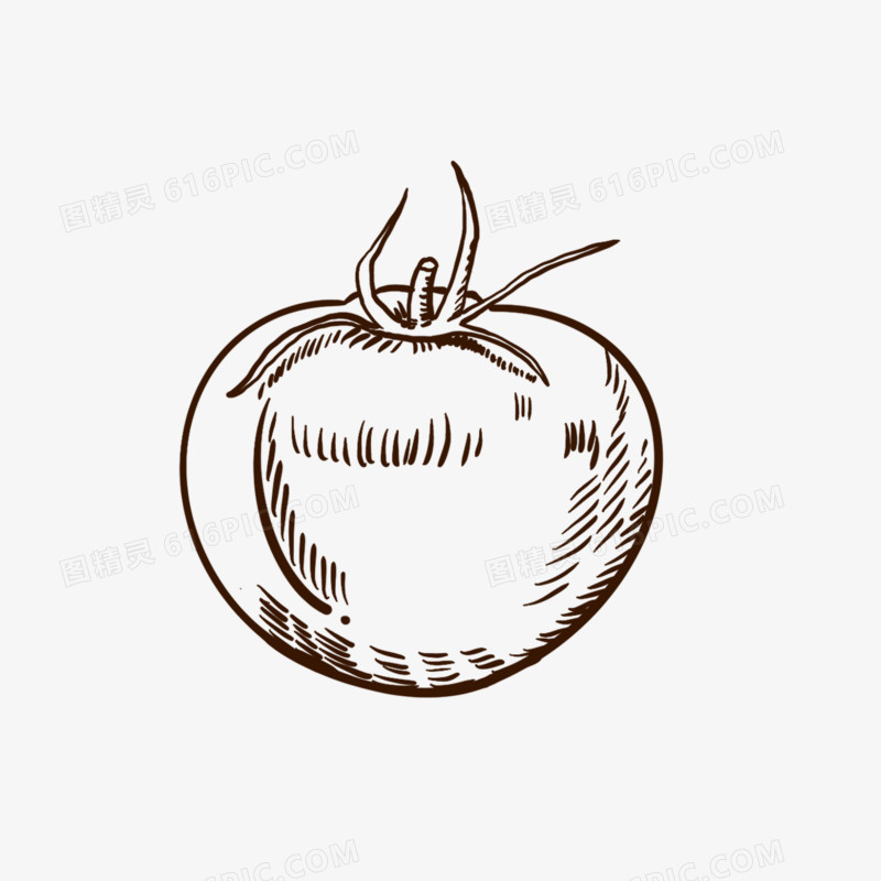 手绘线描蔬菜番茄免抠装饰元素