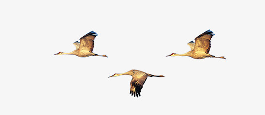 手绘中国风素材古典图片素材 飞翔的鸟