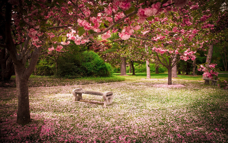 开满樱花的公园素材