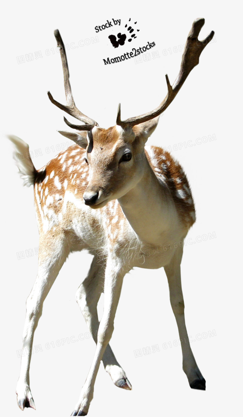 手绘动物图片动物素描 梅花鹿