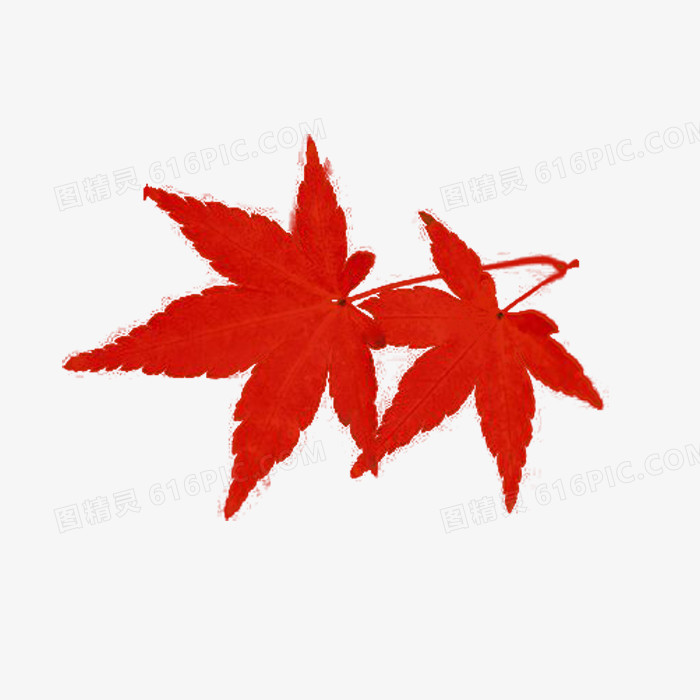 关键词:红色枫树枫叶图精灵为您提供红枫免费下载,本设计作品为红枫