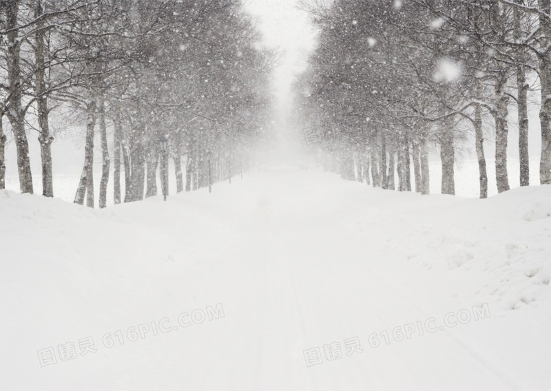 冬季雪后树林风景