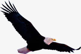 黑色老鹰手绘飞翔