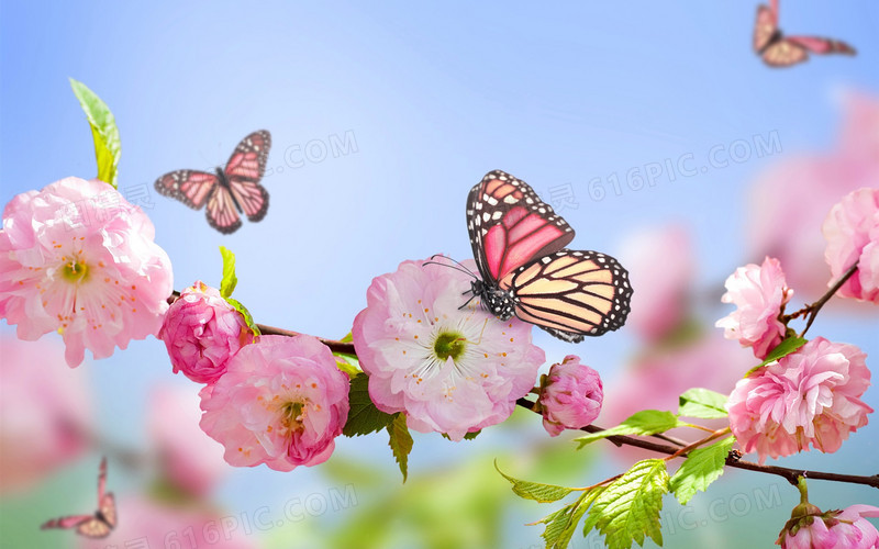 春天希望粉红花朵