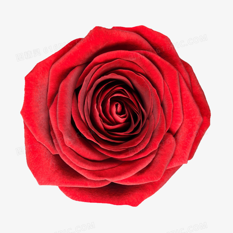 背景元素手绘鲜花图片 红色玫瑰花朵