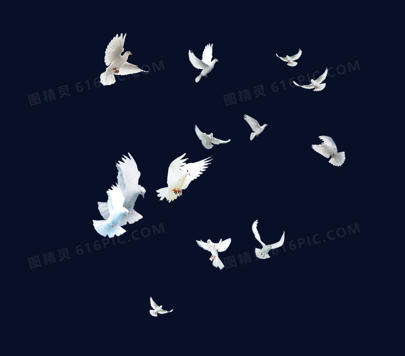 鸟类手绘设计pngpsd白鸽两会素材和平象征pngpsd飞翔的白鸽png红色白