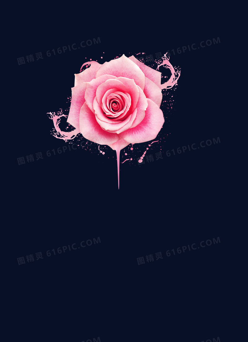 粉色玫瑰图片免费下载_png素材_编号zq9i744nv_图精灵