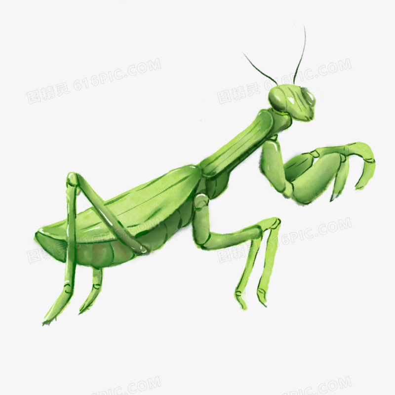 手绘绿色水彩昆虫螳螂免抠元素