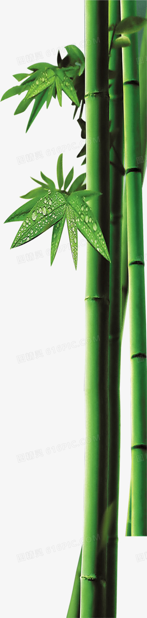 竹子绿叶端午节装饰图片