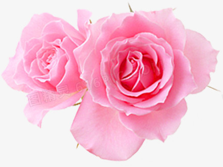 粉色分层花朵玫瑰