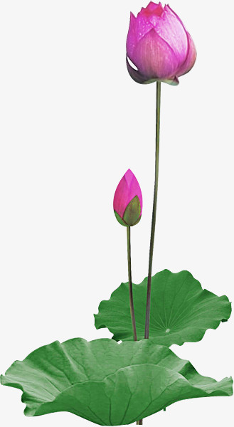水珠荷花花苞