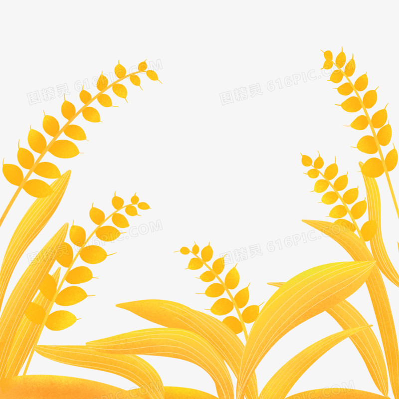 手绘麦子谷物稻穗装饰元素