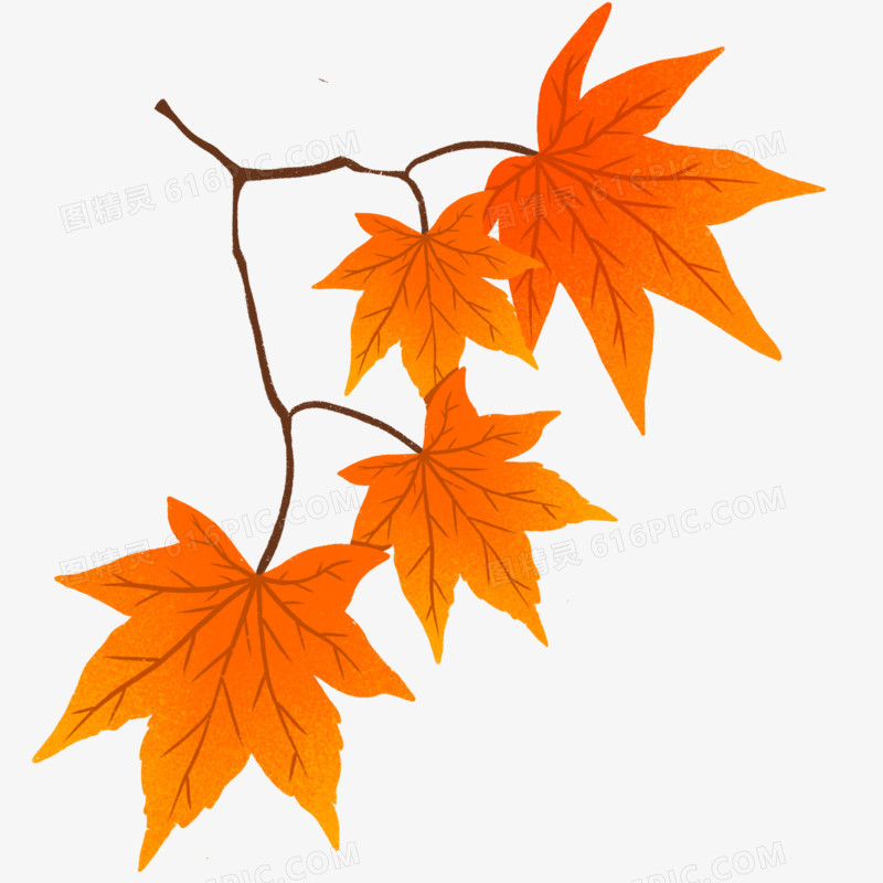 手绘秋季植物枫树枝免抠元素