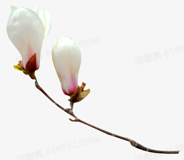 玉兰花白色玉兰花中国风素材漂浮古风素材