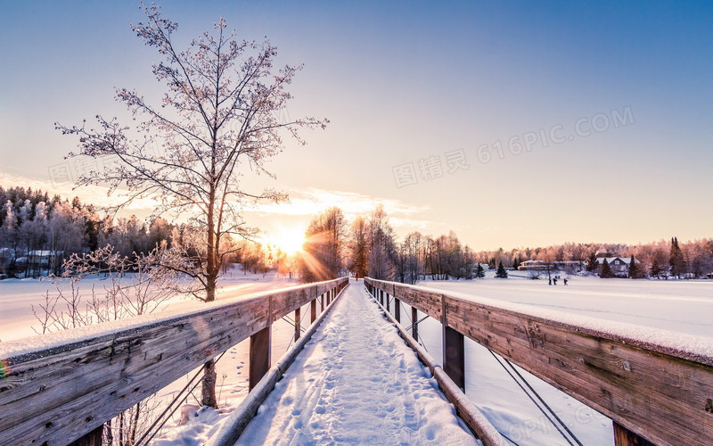 冬日小路树木雪花