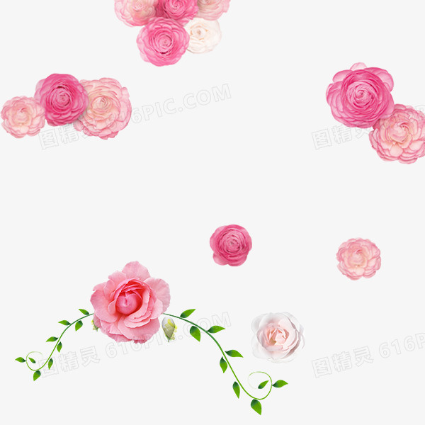 粉红浪漫玫瑰