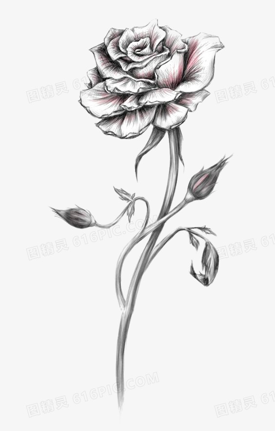 关键词:              手绘玫瑰玫瑰花花朵玫瑰透明png手绘