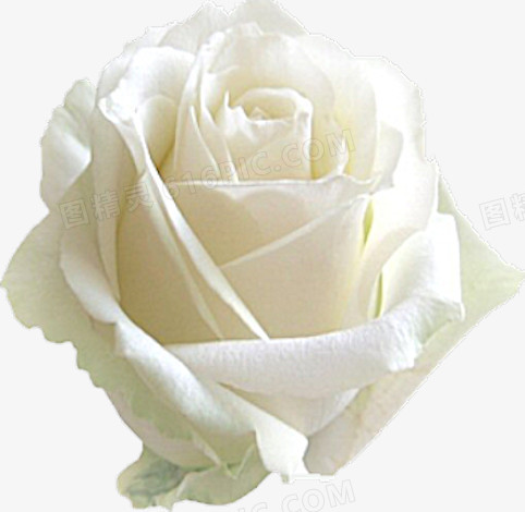 关键词:              花卉玫瑰白花精美高清