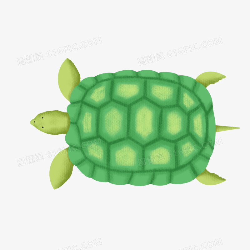 手绘绿色小乌龟免抠元素