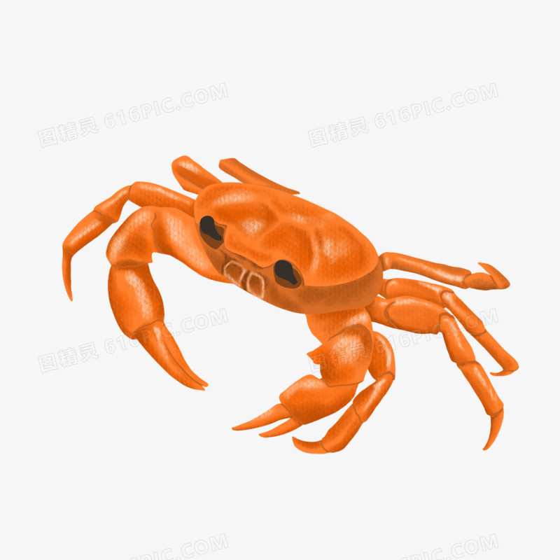 手绘写实小动物螃蟹免抠元素