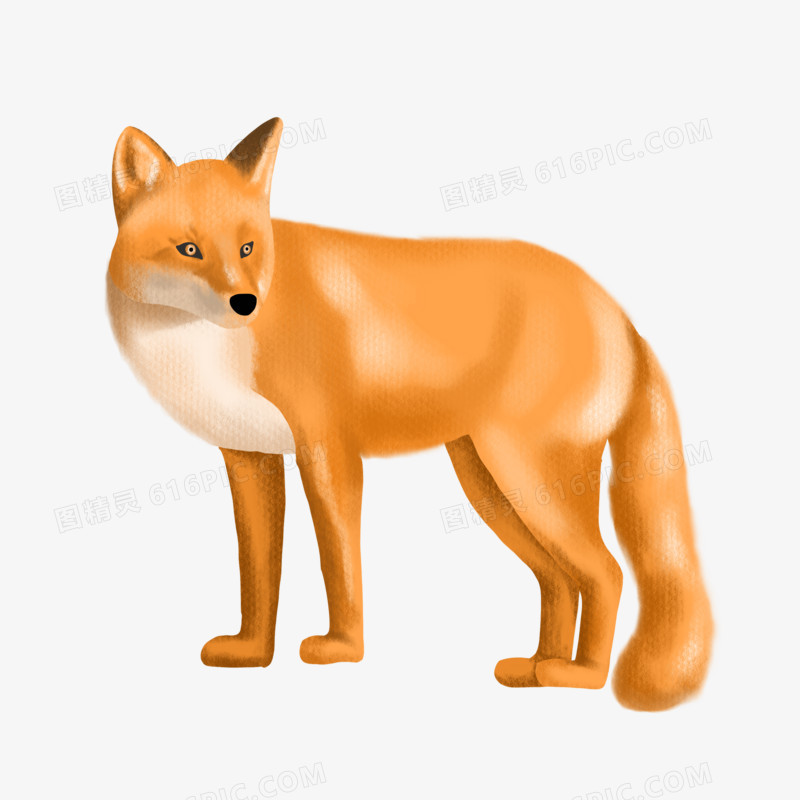 手绘小动物写实狐狸免抠元素