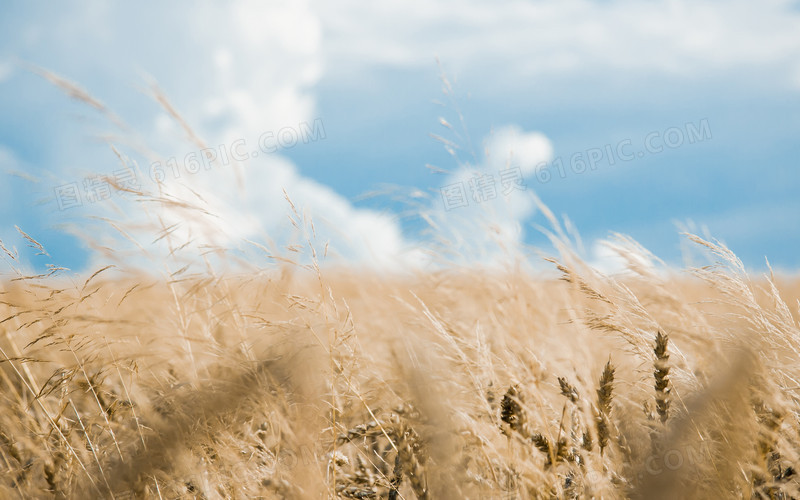 蓝天白云秋天的麦子
