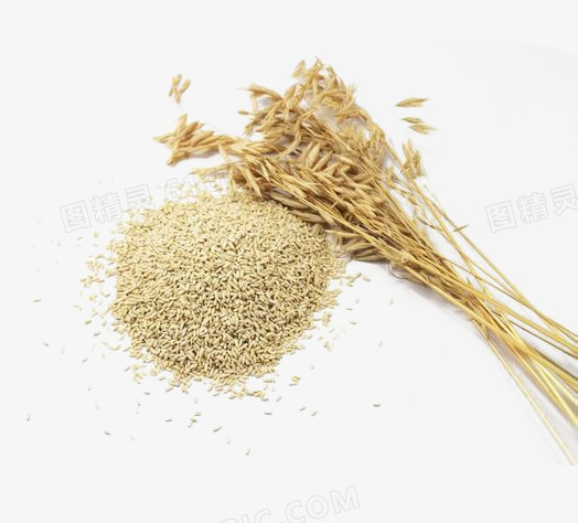 免抠素材燕麦米素材图片