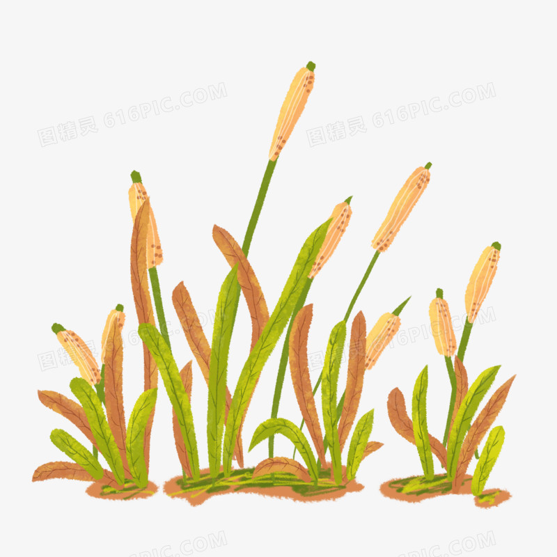 卡通手绘节气植物芦苇元素