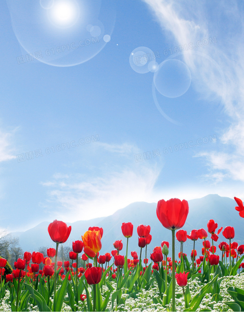 郁金香鲜花背景