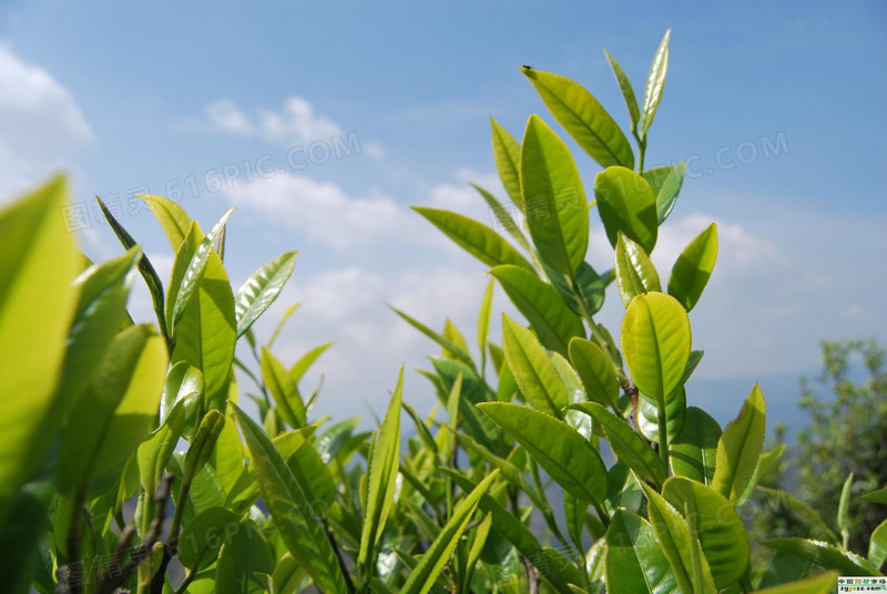 蓝天白云茶叶绿叶